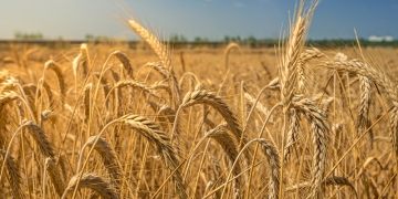 Safra de trigo do RS deve ser a segunda maior da história