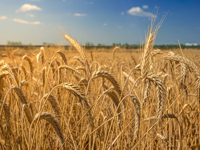 Safra de trigo do RS deve ser a segunda maior da história