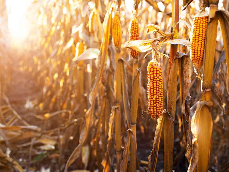 agrobusiness-agro-world