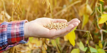 vazio sanitário da soja