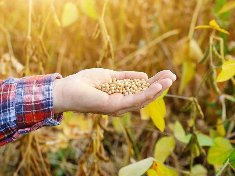 vazio sanitário da soja