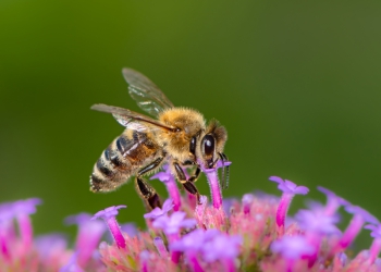 Observatório brasileiro de abelhas é lançado em evento online