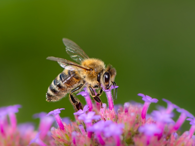 Observatório brasileiro de abelhas é lançado em evento online
