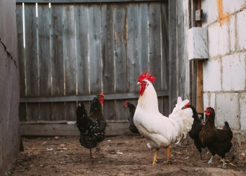 Sinal de alerta: sobe o número de casos de gripe aviária