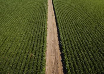 Aprosoja promove Abertura da Colheita de Soja no cerrado de Roraima