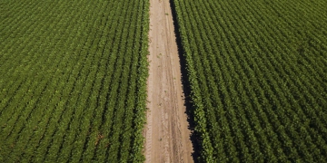 Aprosoja promove Abertura da Colheita de Soja no cerrado de Roraima