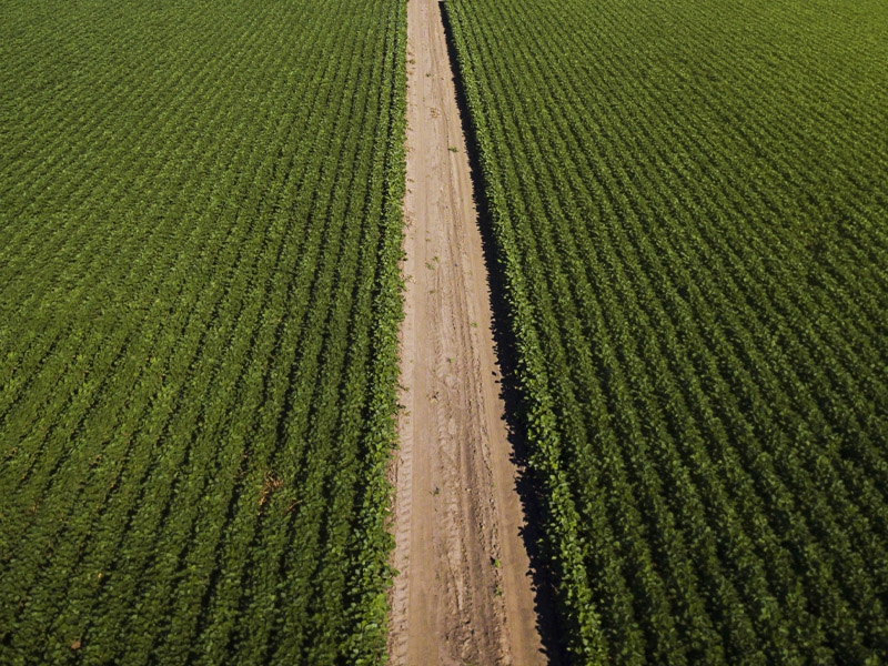 Aprosoja promove Abertura da Colheita de Soja no cerrado de Roraima