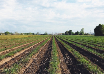 Biogás oriundo da cana ganha escala no Brasil