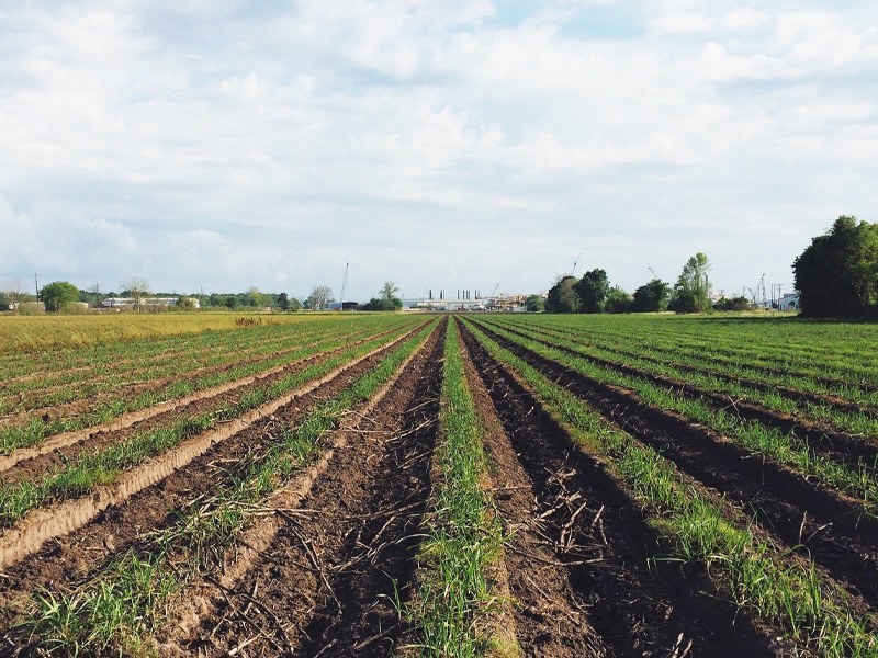 Biogás oriundo da cana ganha escala no Brasil