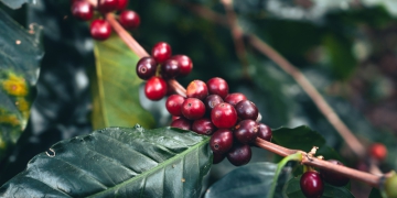 Cafeicultura ocupa 1,9 milhão de hectares em 2023