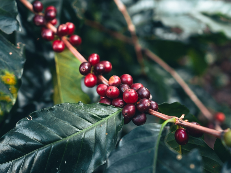 Cafeicultura ocupa 1,9 milhão de hectares em 2023