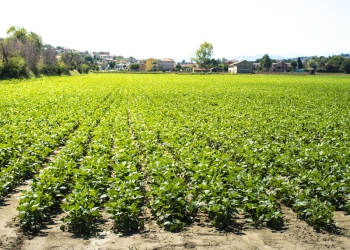 Conab: chuva favorece lavoura de feijão e milho no Nordeste