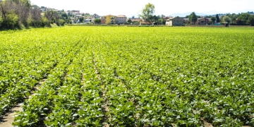 Conab: chuva favorece lavoura de feijão e milho no Nordeste