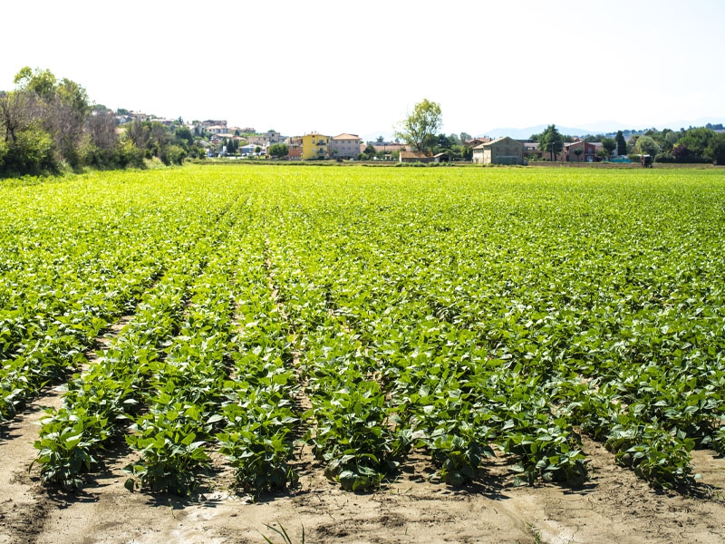 Conab: chuva favorece lavoura de feijão e milho no Nordeste