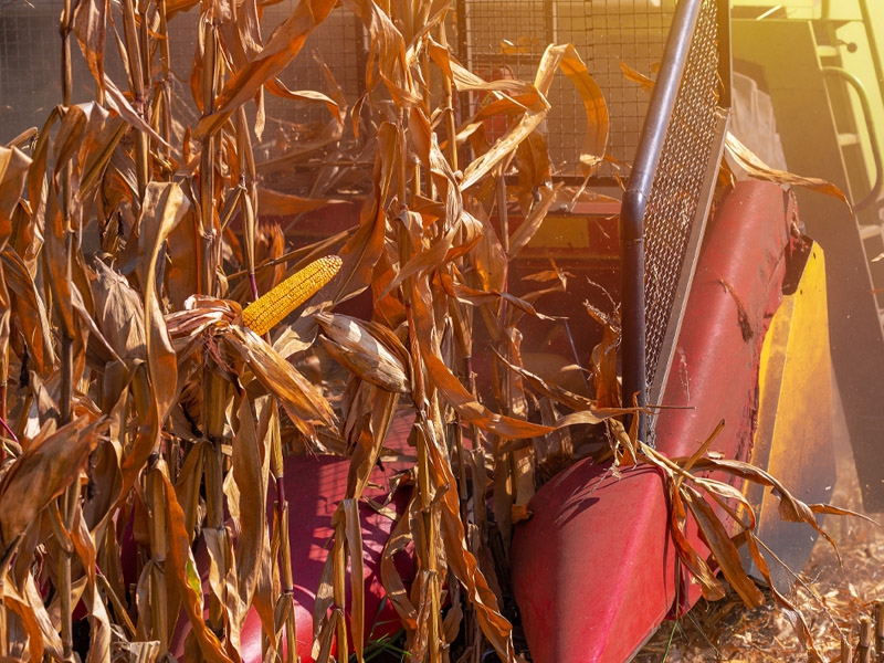 Levantamento da DATAGRO confirma recorde de cereais e oleaginosas no Brasil em 2023