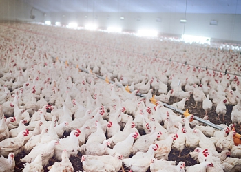 Trajetória da Embrapa Suínos e Aves