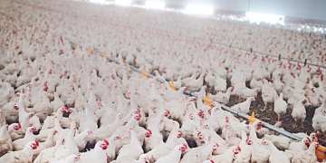 Trajetória da Embrapa Suínos e Aves