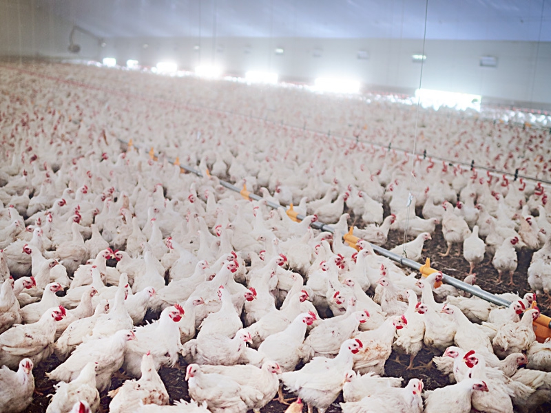 Trajetória da Embrapa Suínos e Aves