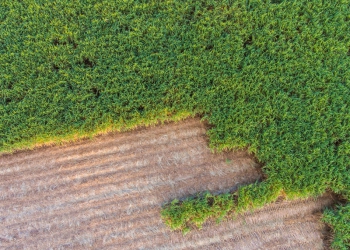 Etanol é mais competitivo que solar para produção de hidrogênio, aponta WWF