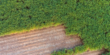 Etanol é mais competitivo que solar para produção de hidrogênio, aponta WWF