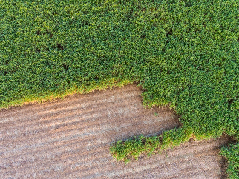Etanol é mais competitivo que solar para produção de hidrogênio, aponta WWF