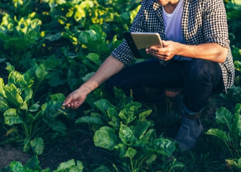 Uso da geotecnologia na agricultura gera dados cada vez mais precisos