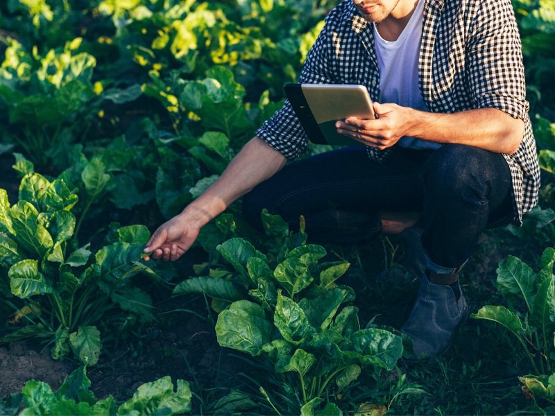 Uso da geotecnologia na agricultura gera dados cada vez mais precisos