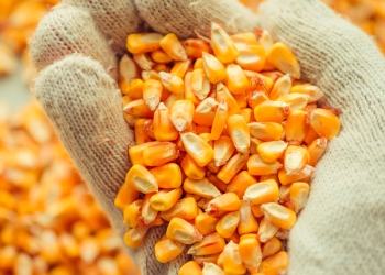 Colheita de milho atinge 40% no Brasil