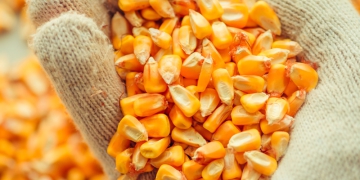 Colheita de milho atinge 40% no Brasil