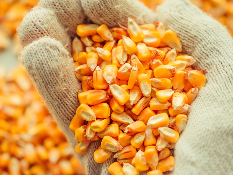 Colheita de milho atinge 40% no Brasil