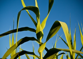 Moagem de cana no Norte/Nordeste em 2022/23 cresce 14,1%