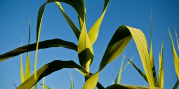 Moagem de cana no Norte/Nordeste em 2022/23 cresce 14,1%