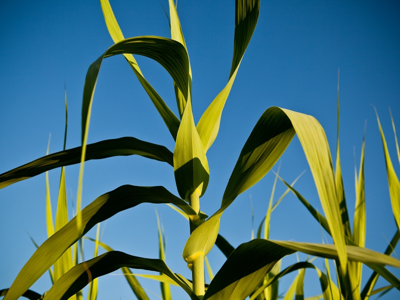 Moagem de cana no Norte/Nordeste em 2022/23 cresce 14,1%