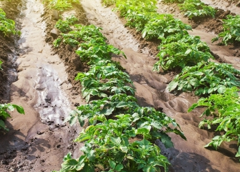 Paraná produzirá 323,7 mil toneladas de batatas nesta safra