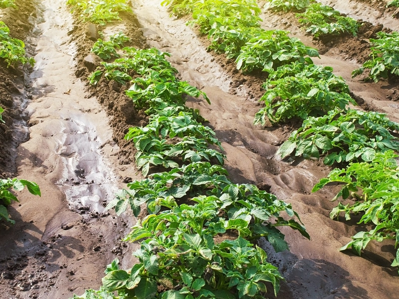 Paraná produzirá 323,7 mil toneladas de batatas nesta safra