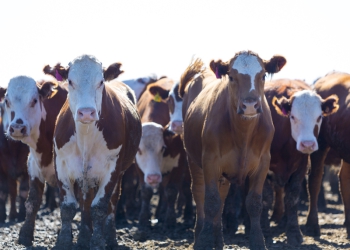 Fórum Pecuária Brasil reunirá em agosto os maiores produtores do setor em São Paulo