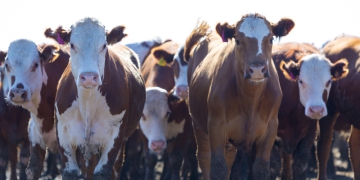 Fórum Pecuária Brasil reunirá em agosto os maiores produtores do setor em São Paulo