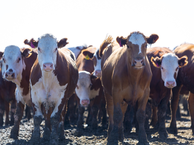 Fórum Pecuária Brasil reunirá em agosto os maiores produtores do setor em São Paulo