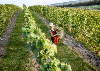 A produção brasileira de uva