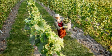 A produção brasileira de uva