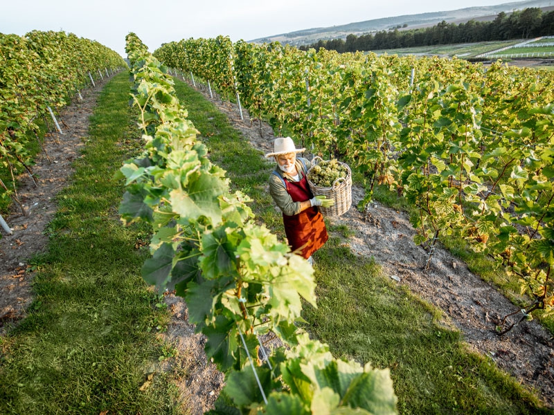 A produção brasileira de uva