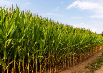 Safra de grãos: Conab estima recorde de 317,6 milhões de toneladas em 2023