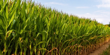 Safra de grãos: Conab estima recorde de 317,6 milhões de toneladas em 2023