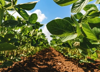 Atual safra de grãos tem custo doloroso para o produtor