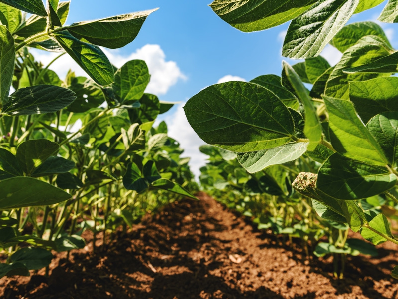 Atual safra de grãos tem custo doloroso para o produtor