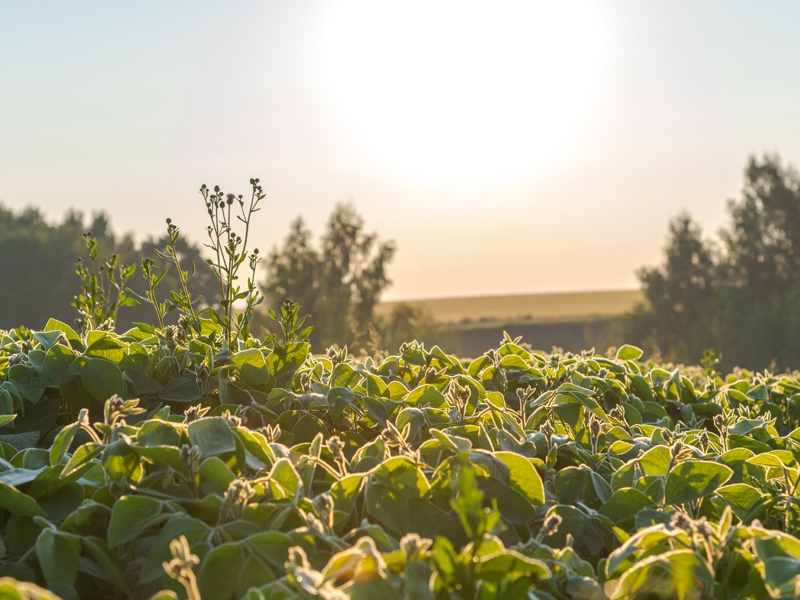 Sicoob estima movimentar R$ 52 bilhões na safra 2023/24
