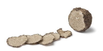 Trufa inédita no Brasil tem quilo vendido por R$ 8 mil