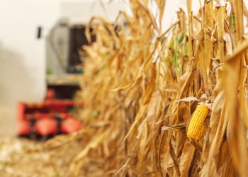 Guerra na Ucrânia pode causar escassez mundial de milho, desencadeando crise global