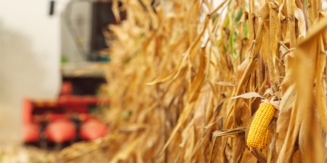 Guerra na Ucrânia pode causar escassez mundial de milho, desencadeando crise global