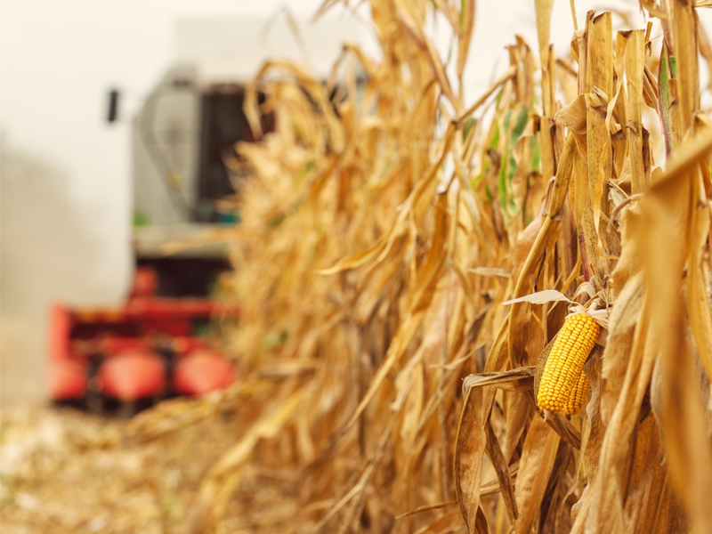 Guerra na Ucrânia pode causar escassez mundial de milho, desencadeando crise global